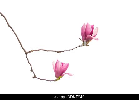 Direction générale de la fleur de magnolia isolé sur fond blanc Banque D'Images