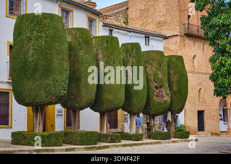 Vue sur des arbres méticuleusement taillés debout comme des sentinelles verdoyantes sur fond de vieux bâtiments au cœur de la ville, Ronda, Andalousie, Banque D'Images