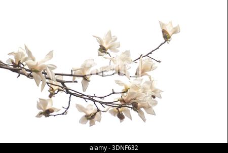 Floraison de fleurs blanches magnolia sur fond blanc Banque D'Images