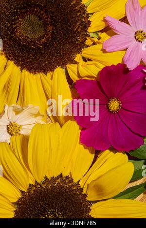 Fleurs cosmos délicates dans des vases bourgeons sur fond blanc Banque D'Images