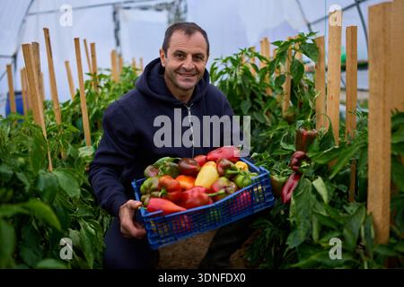 Agriculteur d'âge moyen tenant fièrement une caisse bleue de poivrons récoltés colorés parmi des plantes luxuriantes dans une serre polytunnel Banque D'Images