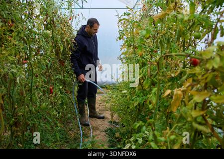 Agriculteur d'âge moyen arrosant les plants de tomates avec un tuyau entre les vignes luxuriantes à l'intérieur de la serre polytunnel Banque D'Images