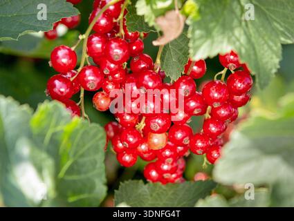 Baie de cassis. Gros plan sur des groseilles rouges mûres. La groseille rouge pousse sur un buisson dans le jardin. Banque D'Images