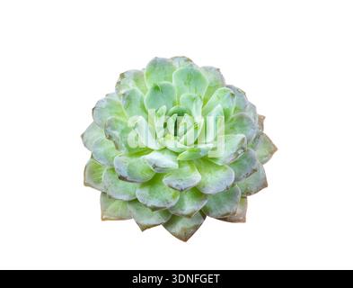 plante succulente verte sur fond blanc Banque D'Images