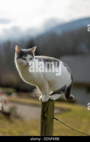 Chat blanc et gris à l'extérieur Banque D'Images