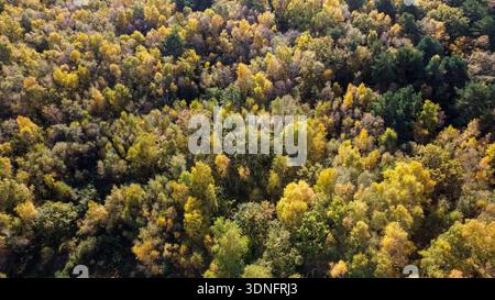 Vue aérienne regardant vers le bas sur la canopée colorée d'une forêt d'automne Banque D'Images