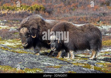 Boeuf musqué (Ovibos moschatus) taureau et vache sur la toundra pendant la saison de rut / ruttes en automne / automne, Parc national de Dovrefjell–Sunndalsfjella, Norvège Banque D'Images