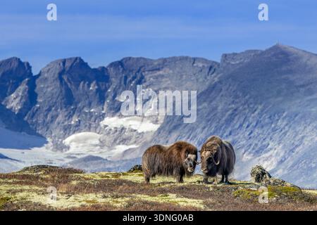 Boeuf musqué (Ovibos moschatus) taureau et vache sur la toundra pendant la saison de rut / ruttes en automne / automne, Parc national de Dovrefjell–Sunndalsfjella, Norvège Banque D'Images