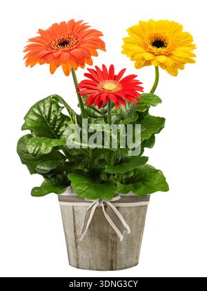 Gerbera plante dans vase isolé sur fond blanc Banque D'Images