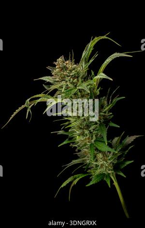 Fleur de marijuana mature variété de reine spéciale avec fond de mur noir Banque D'Images