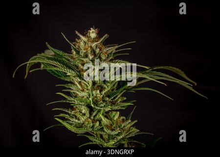 Fleur de marijuana mature variété de reine spéciale avec fond de mur noir Banque D'Images