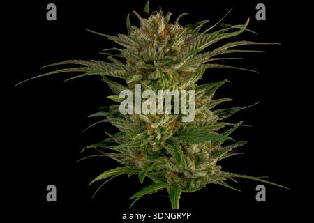 Fleur de marijuana mature variété de reine spéciale avec fond de mur noir Banque D'Images