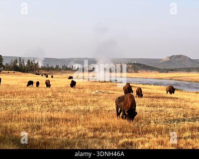 Le troupeau de bisons pèse sur de larges prairies dorées près d'une rivière tandis que la vapeur s'élève des évents géothermiques à travers le paysage sauvage et pittoresque de Yellowstone. Banque D'Images