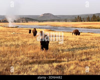Le troupeau de bisons pèse sur de larges prairies dorées près d'une rivière tandis que la vapeur s'élève des évents géothermiques à travers le paysage sauvage et pittoresque de Yellowstone. Banque D'Images