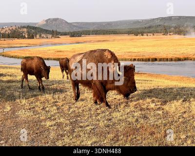 Le troupeau de bisons pèse sur de larges prairies dorées près d'une rivière tandis que la vapeur s'élève des évents géothermiques à travers le paysage sauvage et pittoresque de Yellowstone. Banque D'Images
