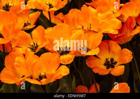 des tulipes en terre d'orange fleurissent dans le jardin Banque D'Images