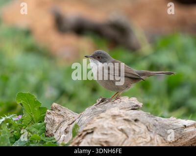 Paruline sarde, Curruca melanocephala, femelle célibataire sur branche, Espagne, février 2026 Banque D'Images