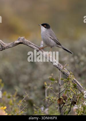 Paruline sarde, Curruca melanocephala, mâle célibataire sur branche, Espagne, février 2026 Banque D'Images