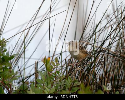 Zitting cisticola, Cisticola juncidis, oiseau unique sur roseaux, Espagne, février 2026 Banque D'Images