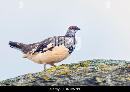 Rock ptarmigan, poulet des neiges (Lagopus muta, Lagopus mutus), mâle marchant à travers un rocher, Suède, Norrbotten, Parc National d'Abisko Banque D'Images