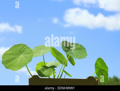 Cresson indien, nasturtium commun, nasturtium de jardin (Tropaeolum majus), jeunes plantes avant la floraison dans un pot de fleurs, vue de côté Banque D'Images