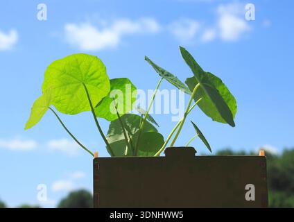Cresson indien, nasturtium commun, nasturtium de jardin (Tropaeolum majus), jeunes plantes avant la floraison dans un pot de fleurs, vue de côté Banque D'Images