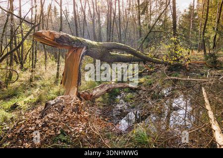 Castor eurasien, castor européen (fibre de ricin), saule abattu par des castors sur la rive d'un petit lac forestier, Allemagne, Bavière, Isental Banque D'Images