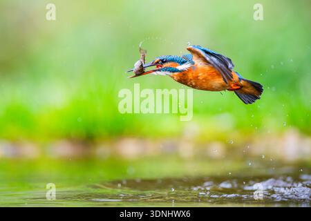 kingfisher de rivière (Alcedo atthis), volant hors de l'eau avec un poisson fraîchement pêché dans son bec, Allemagne, Bavière Banque D'Images
