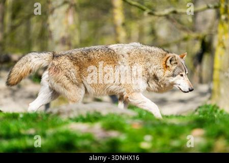 Loup des bois, loup des bois de l'est, loup algonquin, loup de l'est (Canis lupus lycaon), marchant dans la forêt Banque D'Images