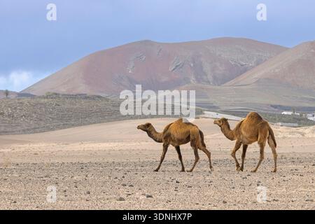 Dromadaire, chameau à bosse unique, chameau dromadaire, chameau d'Arabie (Camelus dromedarius), deux dromadaires marchant dans le semi-désert d'El Jable, îles Canaries Banque D'Images