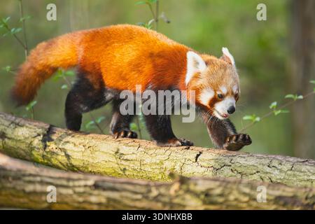 Petit panda, le panda rouge (Ailurus fulgens), marcher sur un tronc d'arbre Banque D'Images