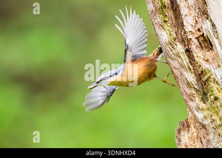 Écaille eurasienne (Sitta europaea), commence à partir d'un tronc d'arbre, Allemagne, Bavière Banque D'Images