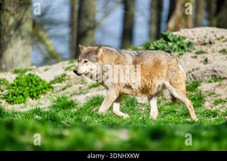 Loup des bois, loup des bois de l'est, loup algonquin, loup de l'est (Canis lupus lycaon), marchant dans la forêt Banque D'Images