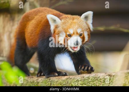 Petit panda, panda rouge (Ailurus fulgens), marchant sur un tronc d'arbre à bouche ouverte Banque D'Images