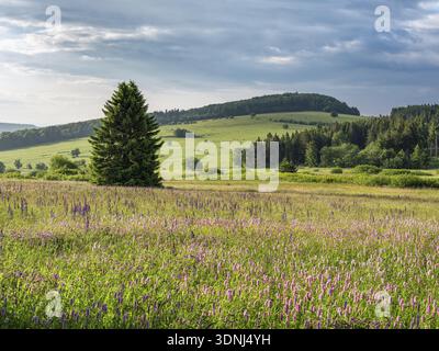 Paysage typique dans la réserve de biosphère de Rhoen, prairie de fleurs sauvages avec bistort de prairie, Bischofsheim dans le Rhoen, basse-Franconie, Rhoen, Bavarois R Banque D'Images