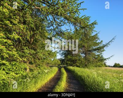 Sentier de randonnée à la lisière de la forêt à travers le paysage typique dans la réserve de biosphère de Rhoen, Bischofsheim dans le Rhoen, basse-Franconie, Rhoen, Ba Banque D'Images