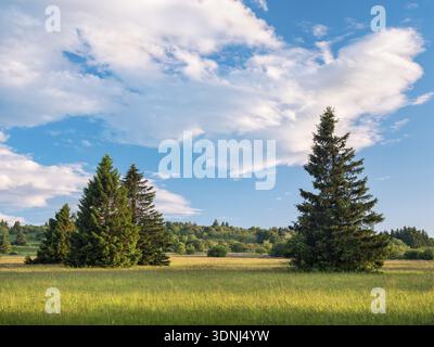 Paysage typique dans la réserve de biosphère de Rhoen, prairie de fleurs sauvages avec des épinettes individuelles, Bischofsheim dans le Rhoen, basse-Franconie, Rhoen, B. Banque D'Images