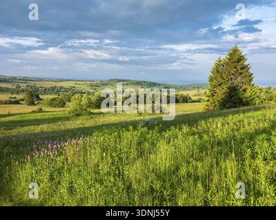 Paysage typique dans la réserve de biosphère de Rhoen, prairie de fleurs sauvages avec des nouilles de serpent, Bischofsheim dans le Rhoen, basse-Franconie, Rhoen, Bavarois R Banque D'Images