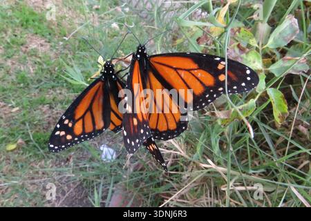 Paire de papillons monarques, Danaus plexippus Banque D'Images