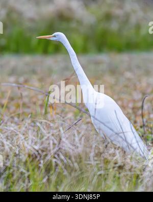 Grande aigrette gros plan - Ardea alba gros plan - détail plumage d'aigrette blanche avec ptiloérection Banque D'Images
