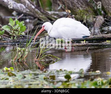 Ibis Wading close up blanc - Eudocimus albus gros plan preening - gros plan plumage blanc et détail facture rouge Banque D'Images
