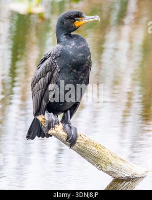 Cormoran perché à double crête en gros plan - Nannopterum auritum en gros plan sur la branche avec plumage et détail des pieds palmés dans les marécages sauvages de Floride Banque D'Images