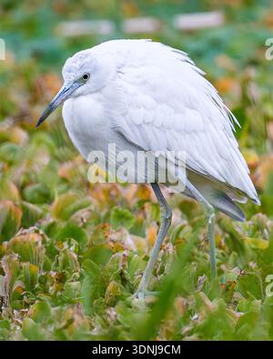 Juvenile Little Blue Heron chasse en gros plan - gros plan d'Egretta caerulea dans les marais marchant des proies - gros plan de plumes blanches bicolores bec Banque D'Images