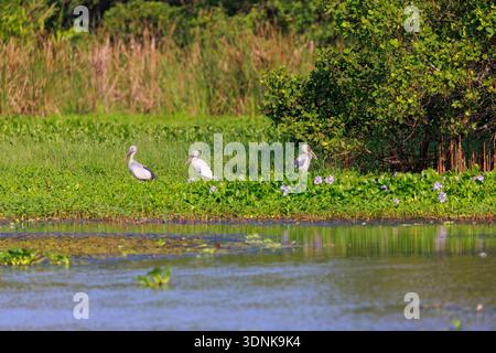 Cigognes Openbill asiatiques dans l'habitat des zones humides, réserve de Kalametiya, Sri Lanka Banque D'Images