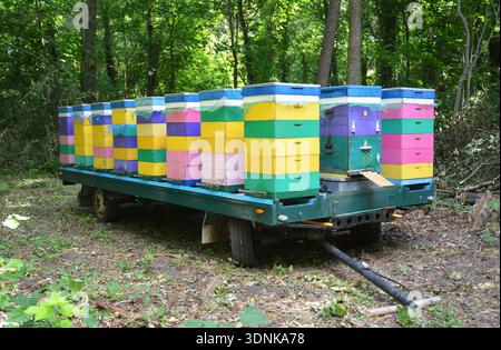 Beehive transport. Déménagement des abeilles dans la forêt pour Honey Bee Raw Linden Honey. Ruche peinte colorée. Banque D'Images