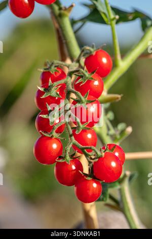 Grappe de tomates cerises sur le plant de tomate en gros plan. Ciel bleu à l'arrière-plan. Prise de vue verticale. Banque D'Images