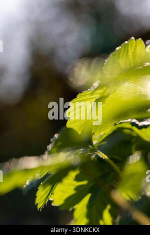 semis de fraises avec des feuilles vertes avant la plantation dans le champ, par temps chaud et ciel bleu Banque D'Images