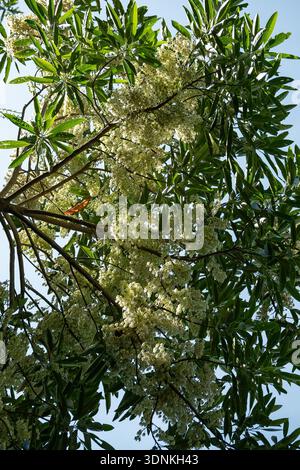 Regardant vers le haut à travers la branche en surplomb de Blue Quandong (Blue Quandong, Elaeocarpus angustifolius, couvert de fleur blanche. Été, Australie. Banque D'Images