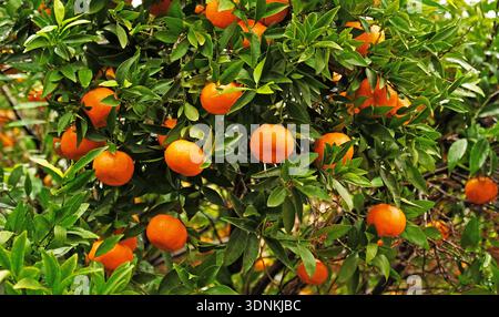 Mandarine orange et feuilles vertes sur mandarine - Citrus reticulata - branche. Gros plan d'une mandarine suspendue à un arbre dans un bosquet de mandarines. Banque D'Images