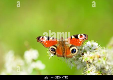 Un papillon paon est assis sur une fleur blanche Banque D'Images